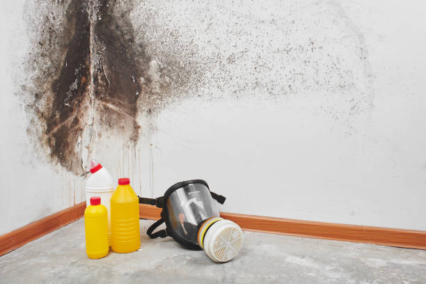 Best Mold Remediation  in Haskell, OK