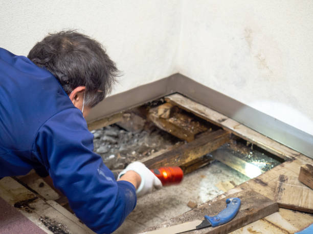 Best Mold Remediation  in Haskell, OK