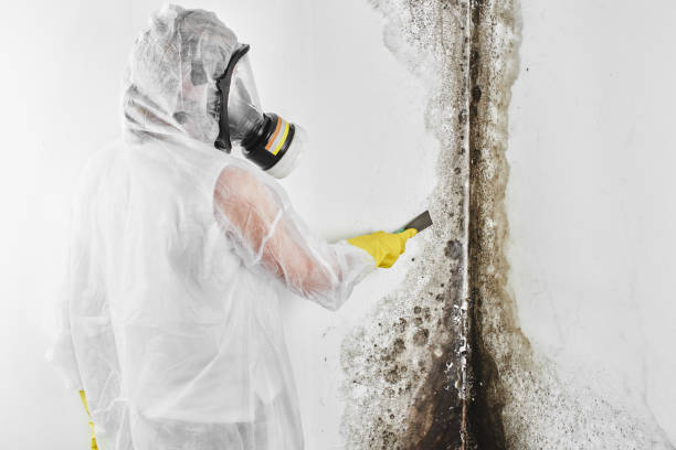 Best Mold Testing  in Haskell, OK