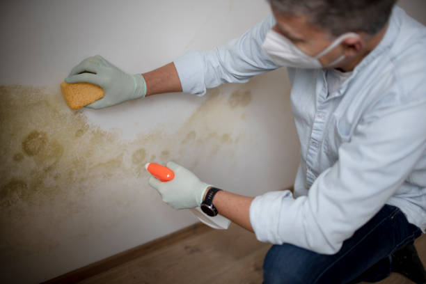 Best Local Mold Removal Service  in Haskell, OK