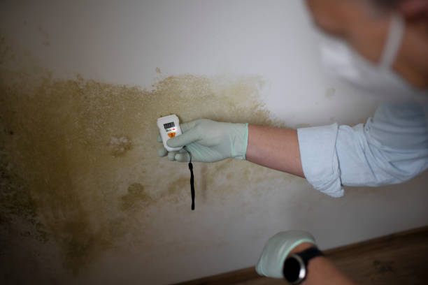 Best Home Mold Removal  in Haskell, OK