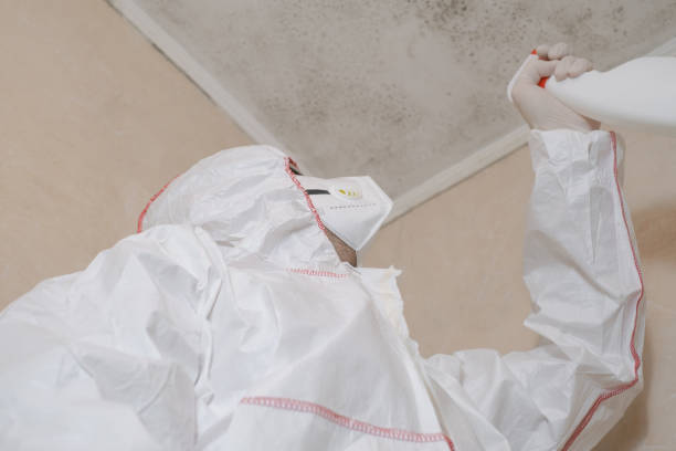 Best Black Mold Removal  in Haskell, OK