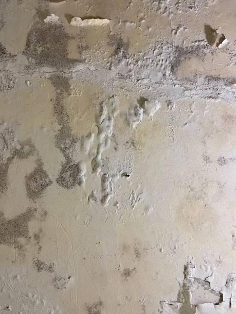 Best Mold Removal Company Near Me  in Haskell, OK