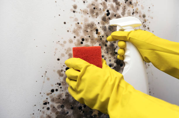 Best Black Mold Removal  in Haskell, OK