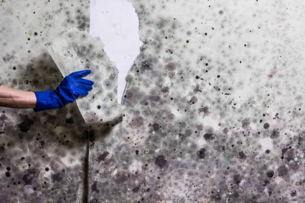 Best Residential Mold Removal  in Haskell, OK