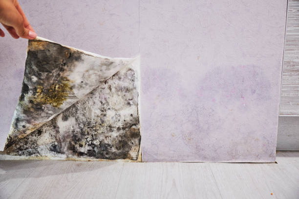 Best Professional Mold Removal  in Haskell, OK